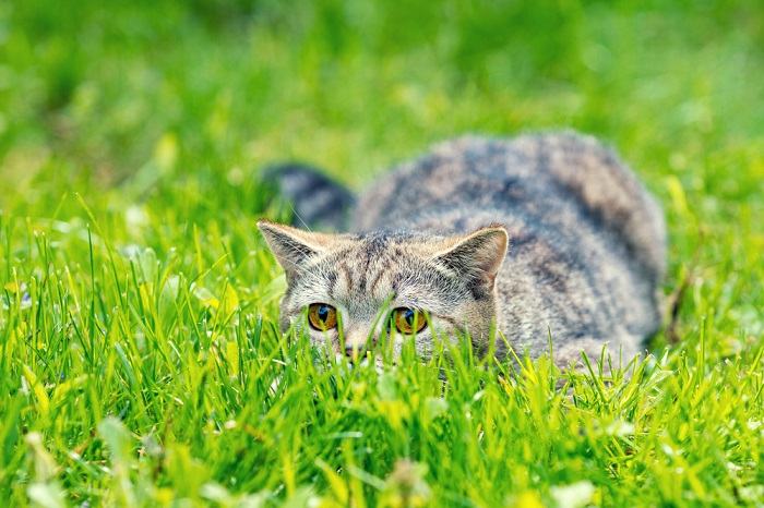 Gato escondido en la hierba buscando una presa