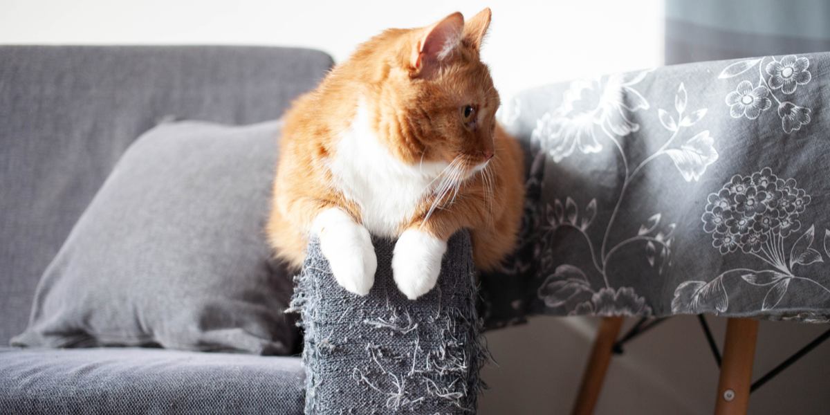 Un gato curioso junto a un mueble rayado.