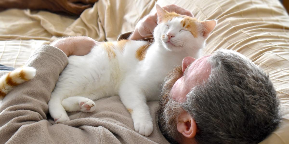 Un gato naranja y blanco descansa pacíficamente sobre el pecho de una persona, disfrutando del calor y la comodidad.