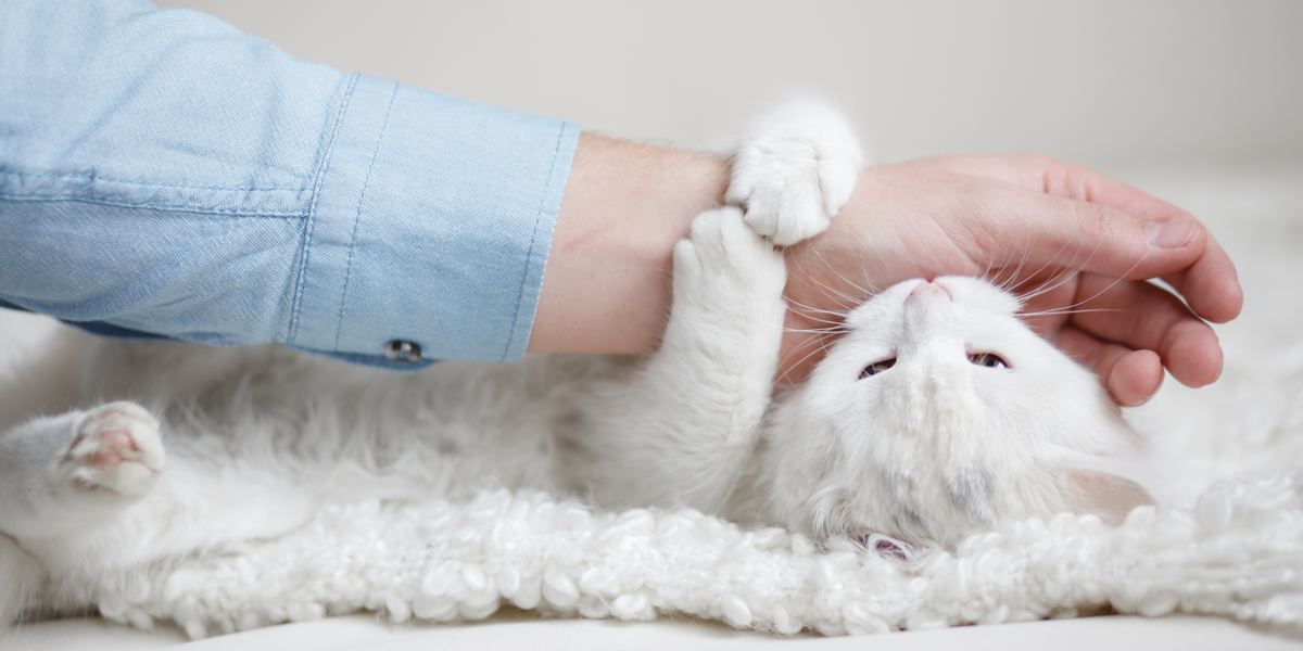 Gato lamiendo cariñosamente la mano de una persona, seguido de un suave mordisco.