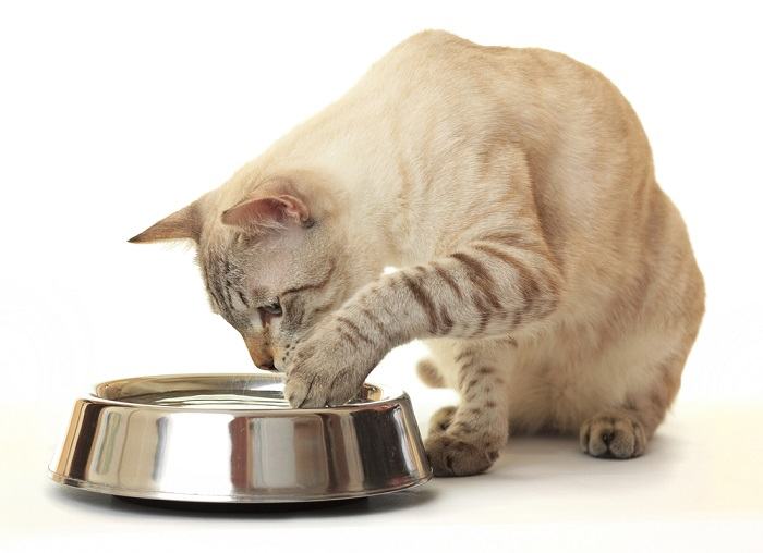 Gato jugando con agua en un cuenco para gatos