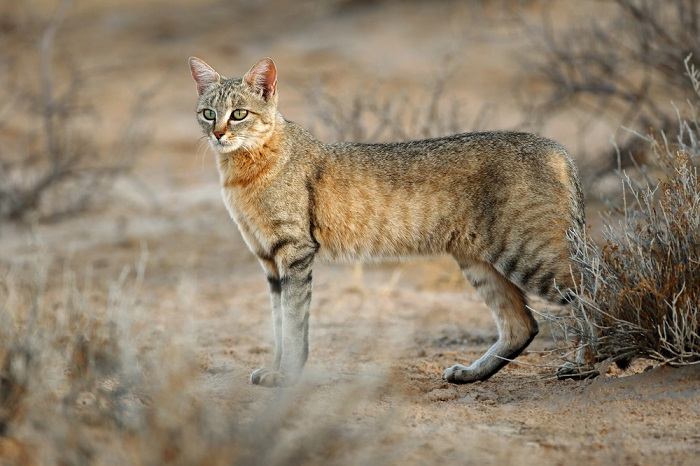 Gato salvaje africano que muestra la belleza y el encanto de estos fascinantes felinos.