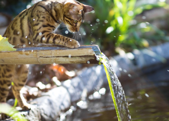 Imagen de un gato de Bengala disfrutando del agua, una raza conocida por su apariencia salvaje y llamativos patrones de pelaje, mostrando su naturaleza juguetona y aventurera en una escena refrescante.