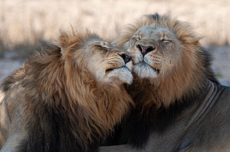 Imagen inspiradora que muestra una colección de grandes felinos majestuosos en sus hábitats naturales, evocando asombro y admiración por estas magníficas criaturas.