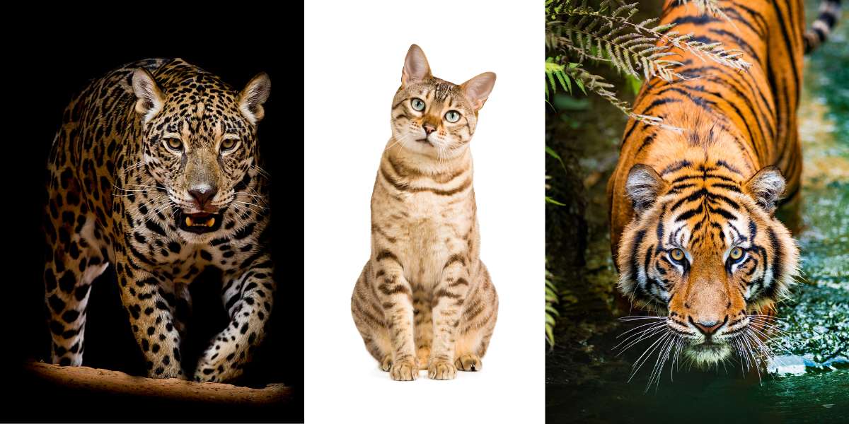 Impactante imagen que presenta grandes felinos majestuosos, mostrando su poderosa presencia y gracia innata, resaltando la belleza y diversidad de la familia felina.