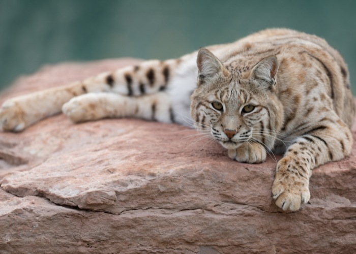 Un lince relajado descansando en su hábitat natural, encarnando una mezcla de belleza salvaje y tranquilidad en su comportamiento.