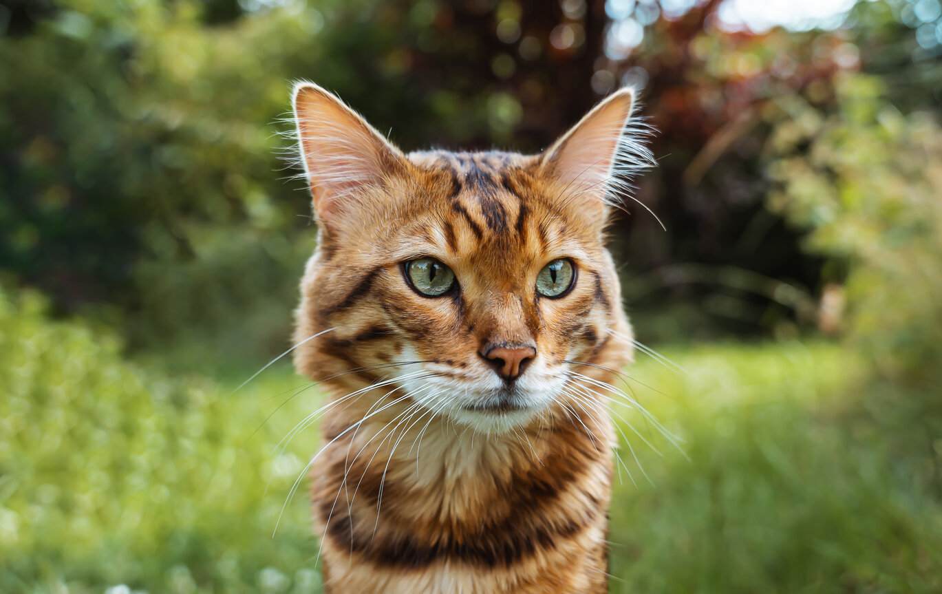 Un gato bengalí de cachemira, que muestra su pelaje único y lujoso.