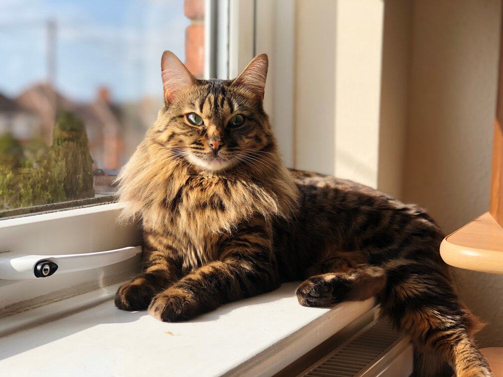 Otra vista de un gato bengalí de cachemira, que muestra su lujoso y distintivo pelaje.