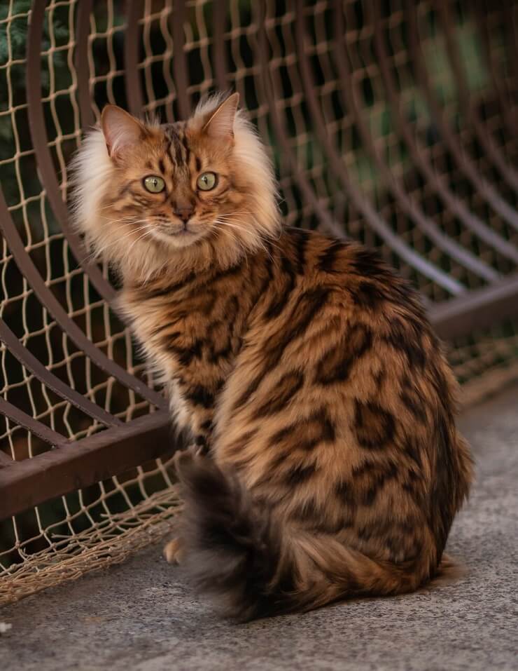 Un gato bengalí de color cachemir reconocido por la Sociedad Internacional del Gato Bengalí, que muestra su impresionante apariencia.