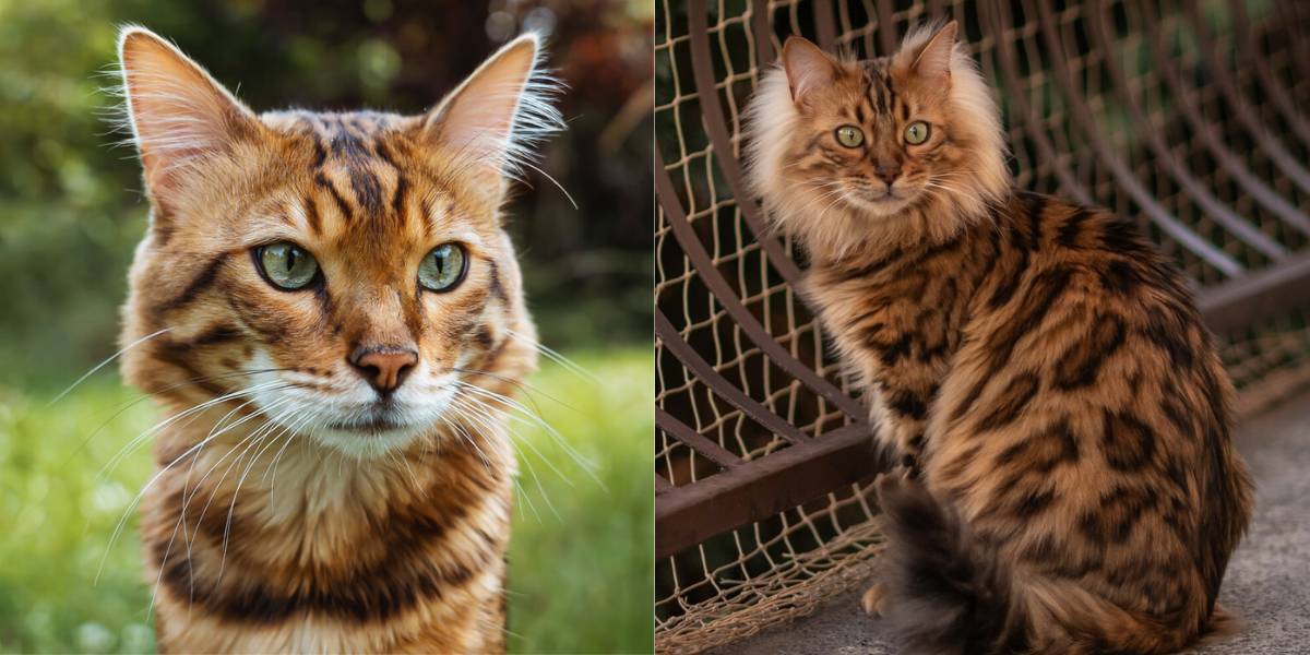 Una imagen destacada que muestra la belleza y singularidad del pelaje de un gato bengalí de cachemira.