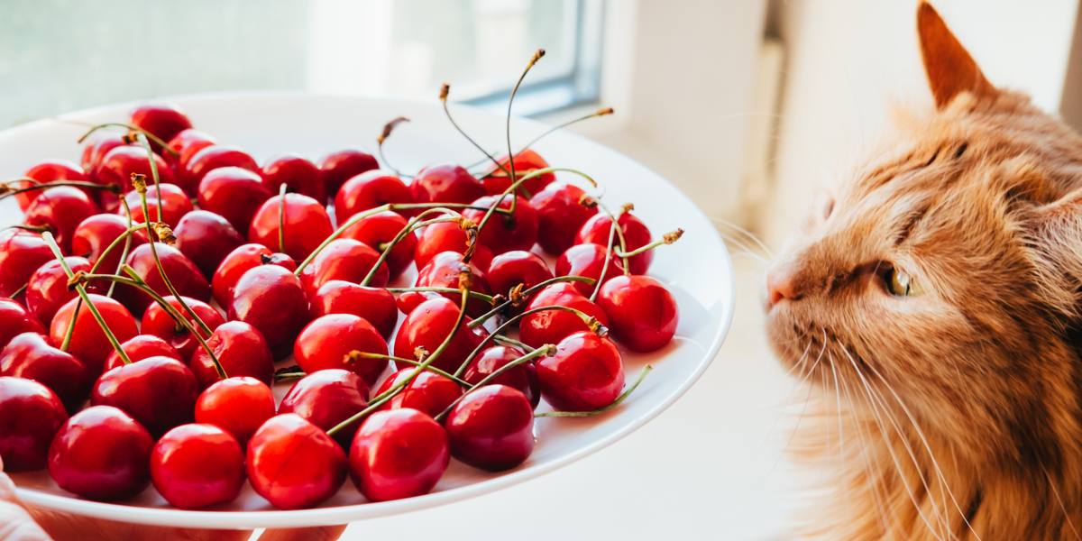 Imagen que muestra un gato y una cereza, que captura la interacción de un felino con una cereza.