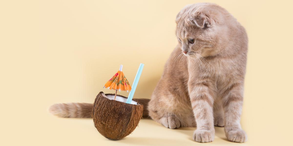 Imagen que muestra un gato interactuando con un coco.