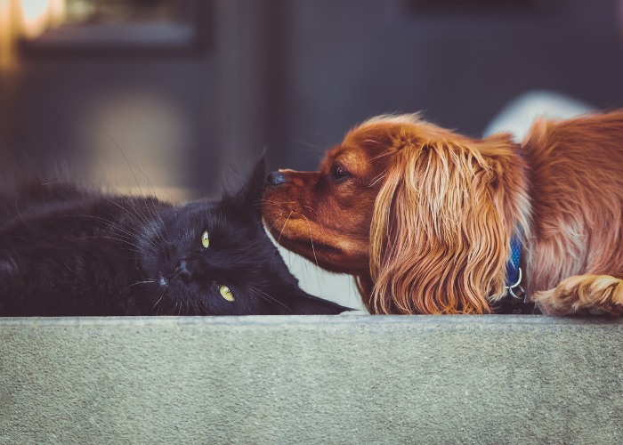 Imagen conmovedora que captura a un gato y un perro compartiendo un momento de interacción lúdica.