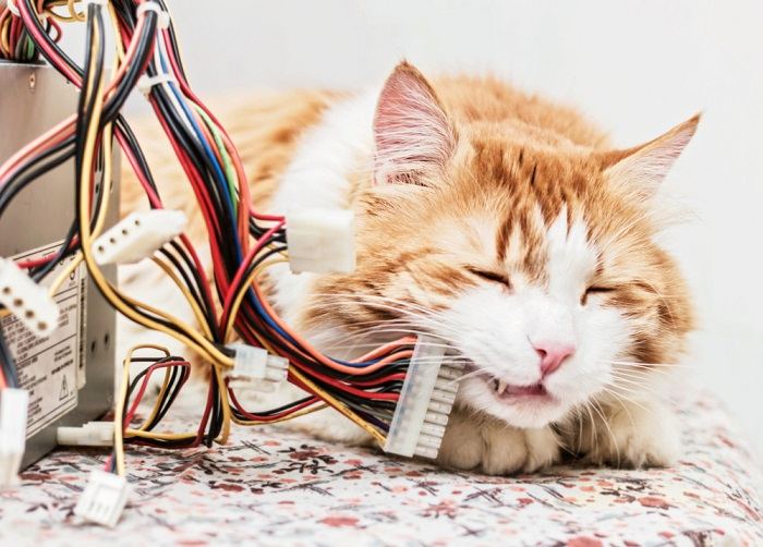 Gato mordiendo cables