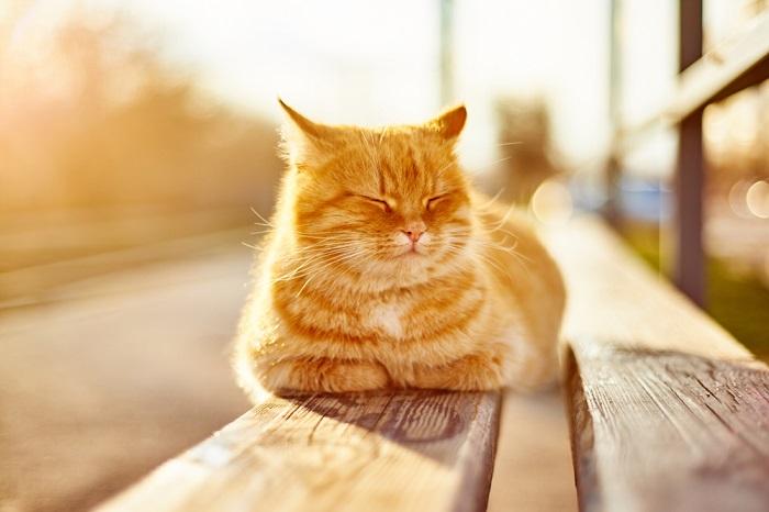 Imagen serena de un gato disfrutando del calor del sol.