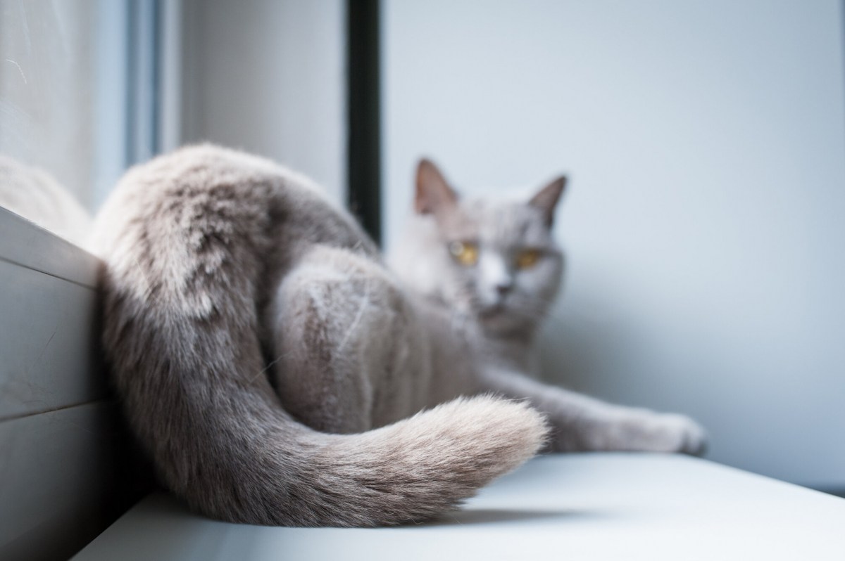 Un gato juguetón con sus cuartos traseros en el aire, exhibiendo una postura relajada y curiosa.