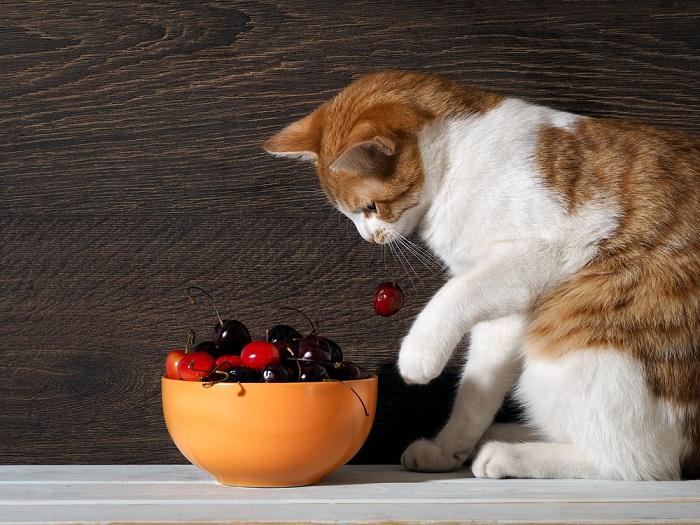 Imagen que muestra un gato con una cereza, resaltando la curiosa interacción de un felino con la comida humana.