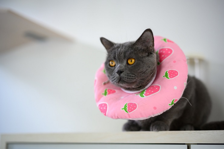 Un gato con un collar elegante y de diseño atractivo.