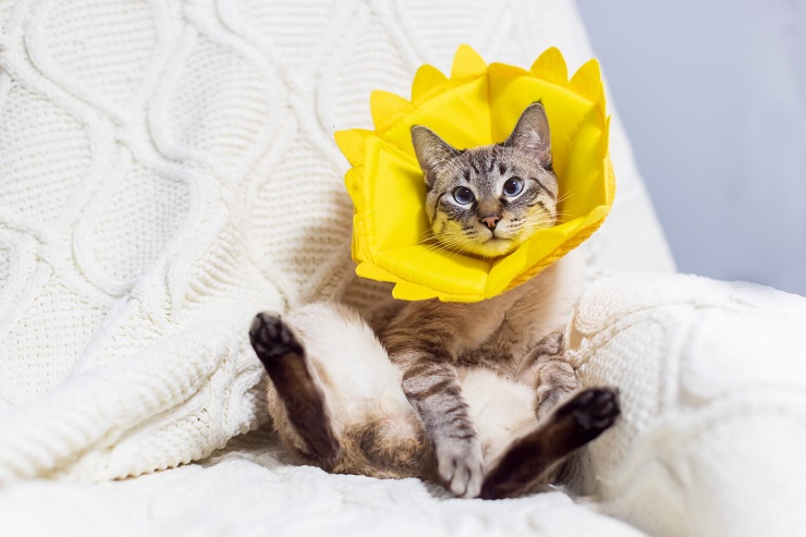 Un gato con un collar de moda que presenta un diseño llamativo.