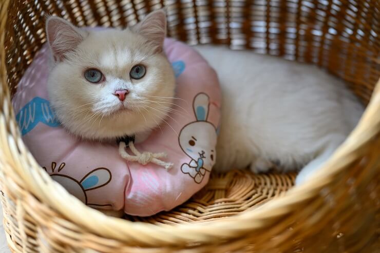 Un gato que luce un collar como accesorio elegante.