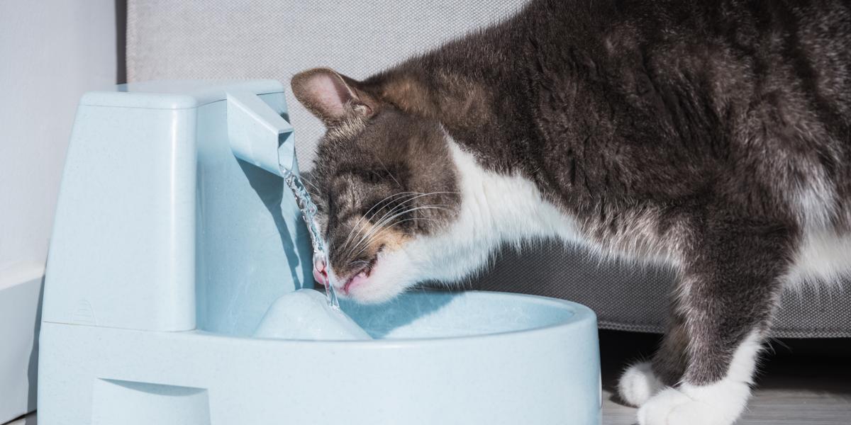 Refrescante imagen de un gato bebiendo agua.