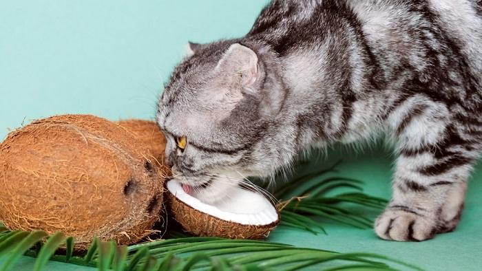 Imagen que ilustra un gato comiendo un coco.