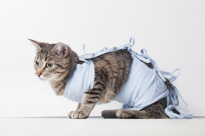 Un gato vistiendo ropa o atuendo, mostrando un atuendo moderno y adorable.