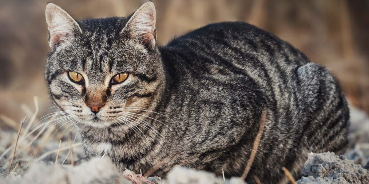 Una imagen de un gato curioso explorando un entorno lleno de tierra, mostrando su curiosidad natural y su naturaleza juguetona.