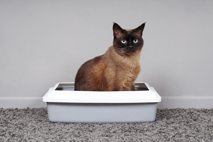 caja de arena para gatos