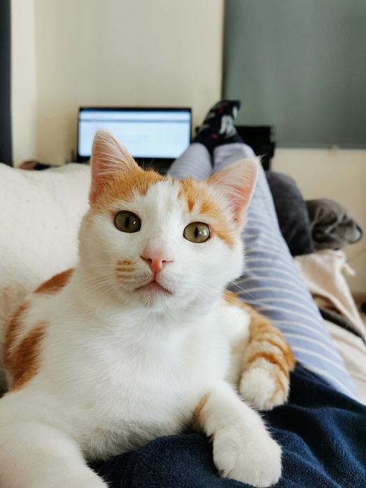 "Un gato contento yace serenamente sobre el pecho de una persona, encarnando consuelo y afecto.