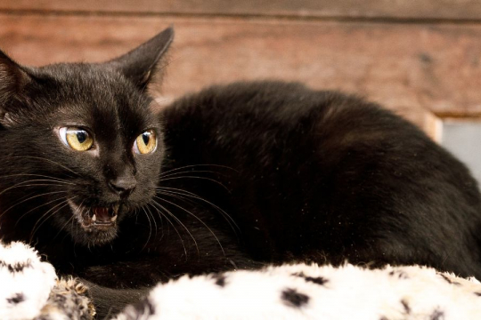 6 Razones por las que tu gato hace ruidos extraños por la noche