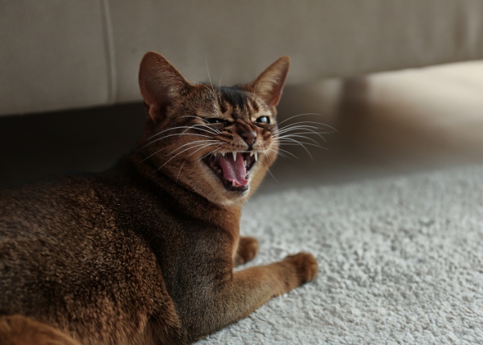 La imagen retrata a un gato en un momento expresivo, con la boca abierta y vocalizando, sugiriendo un maullido enojado o frustrado.