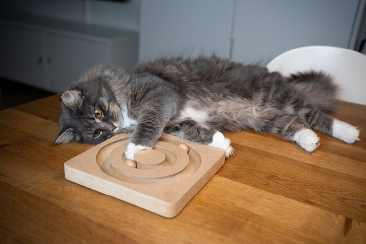 Gato enérgico jugando alegremente en una mesa, mostrando su agilidad y entusiasmo al explorar su entorno.