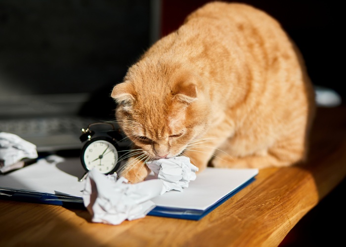 La imagen muestra un gato juguetón interactuando con una hoja de papel.