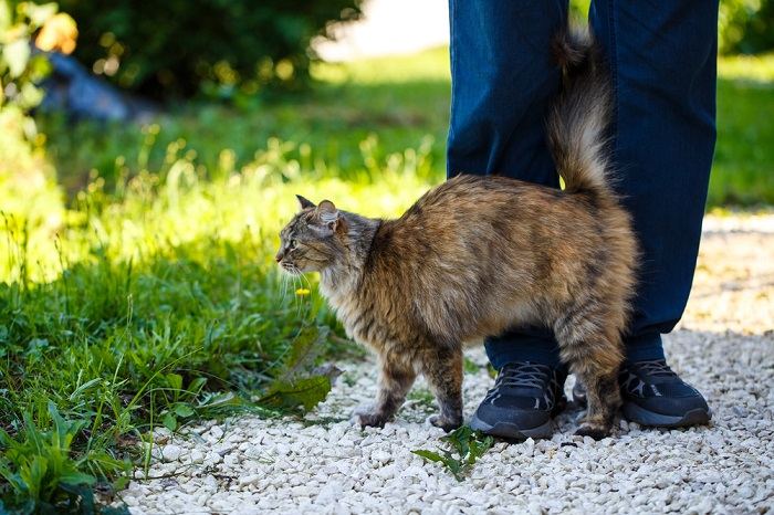 Un gato frotando sus glándulas odoríferas contra un objeto.