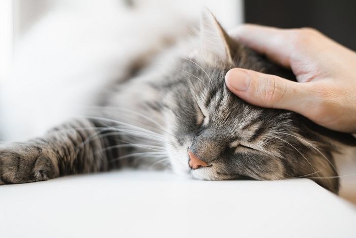 Gato sereno acurrucado en un sueño tranquilo, ubicado en un lugar acogedor, encarnando la tranquilidad y la comodidad de una siesta reparadora.