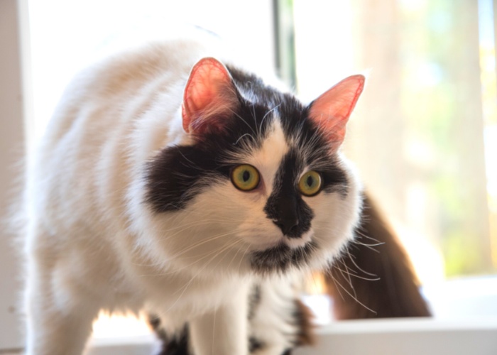 Gato mirando con curiosidad o de forma extraña.