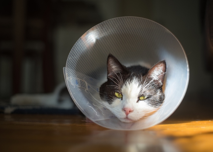 Un gato que lleva un collar de recuperación tradicional en forma de cono, a menudo utilizado después de procedimientos médicos o cirugías.