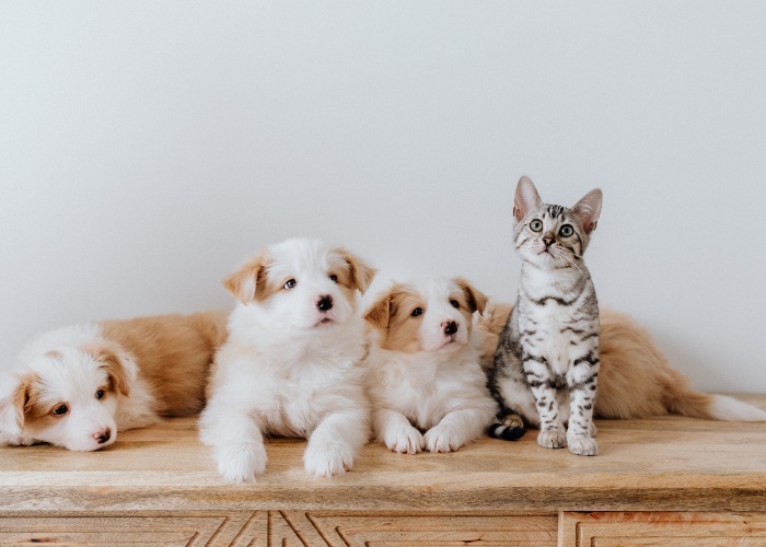 Imagen inclusiva que muestra a un gato conviviendo cómodamente con un grupo de perros.