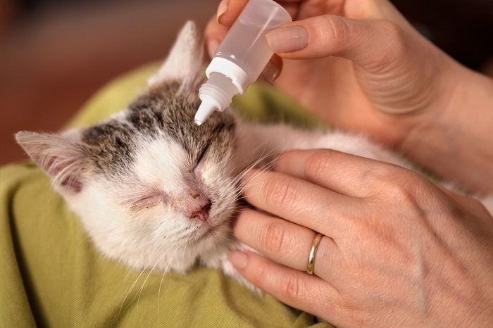 Aplicación de medicamento para los ojos de gato mediante gotas para los ojos