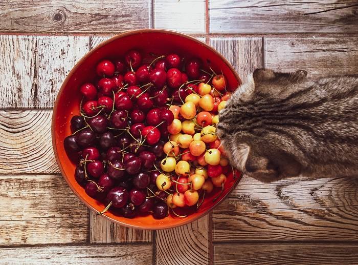 Imagen que muestra un gato cerca de un bol de cerezas.