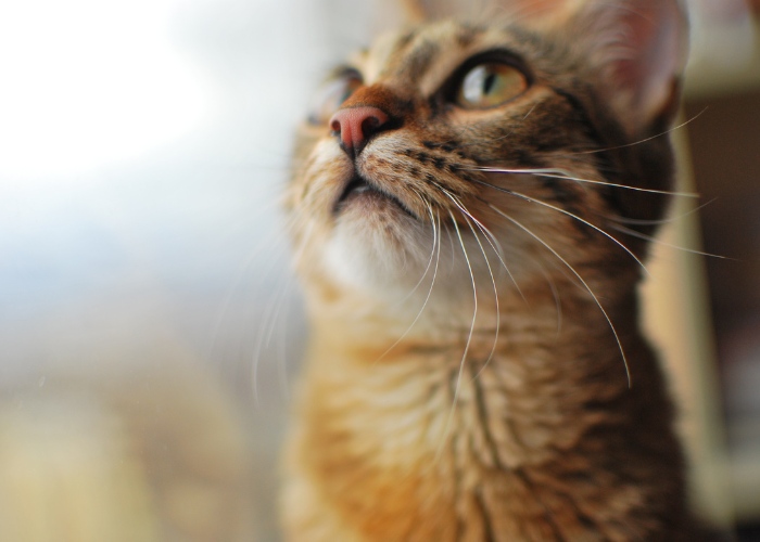 Adorable nariz de gato en foco. La imagen captura la ternura de la nariz de un gato, resaltando sus características y texturas únicas.