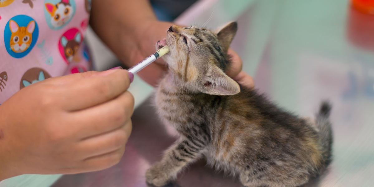 Desparasitación de gatos.