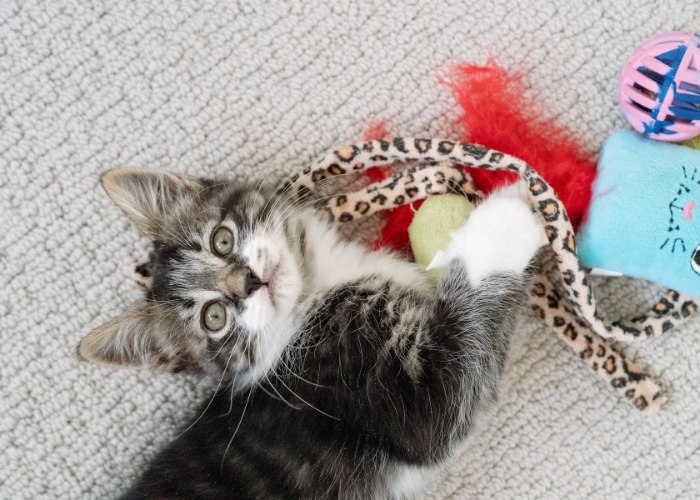 Gatito joven jugando con entusiasmo con un juguete colorido.