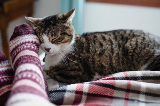 ¿Los gatos saben cuando sus humanos están enfermos?