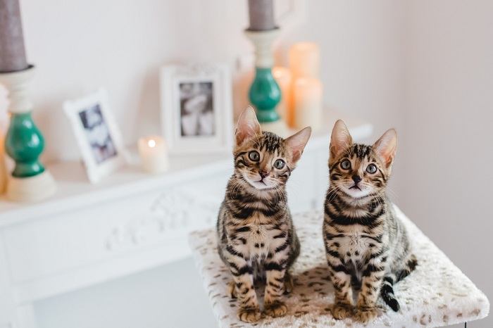 Gatito con estampado de leopardo, que muestra su naturaleza salvaje y juguetona.