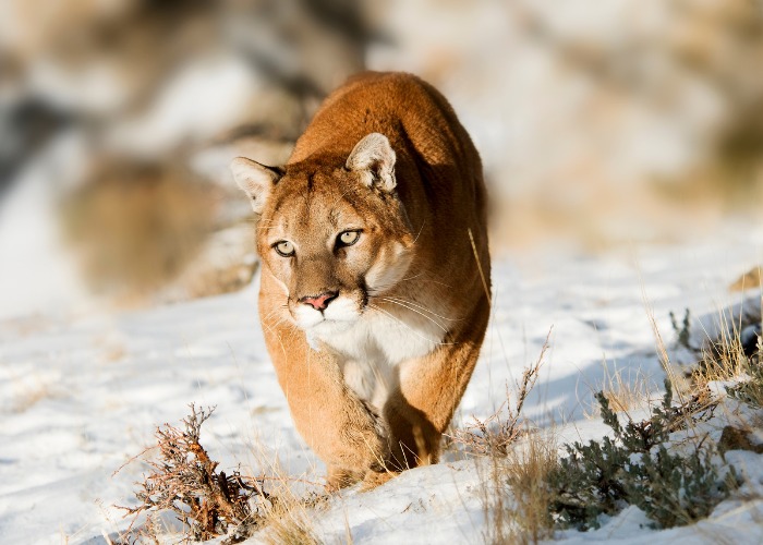 Instantánea que captura a un puma en medio de un momento de caza, lo que demuestra la naturaleza feroz y decidida de este depredador máximo.