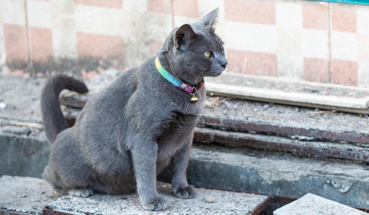 Gato orinando