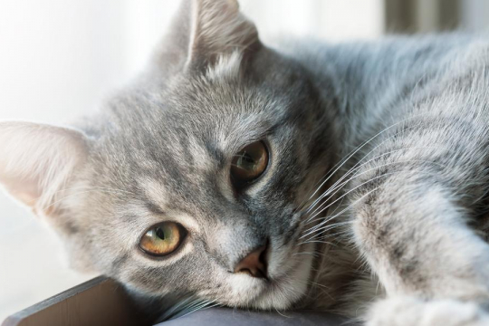 7 Formas sutiles en las que podrías estar ofendiendo a tu gato