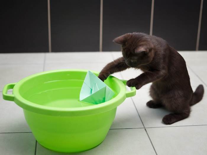 Gato jugando con un barquito de papel colocado en un recipiente con agua